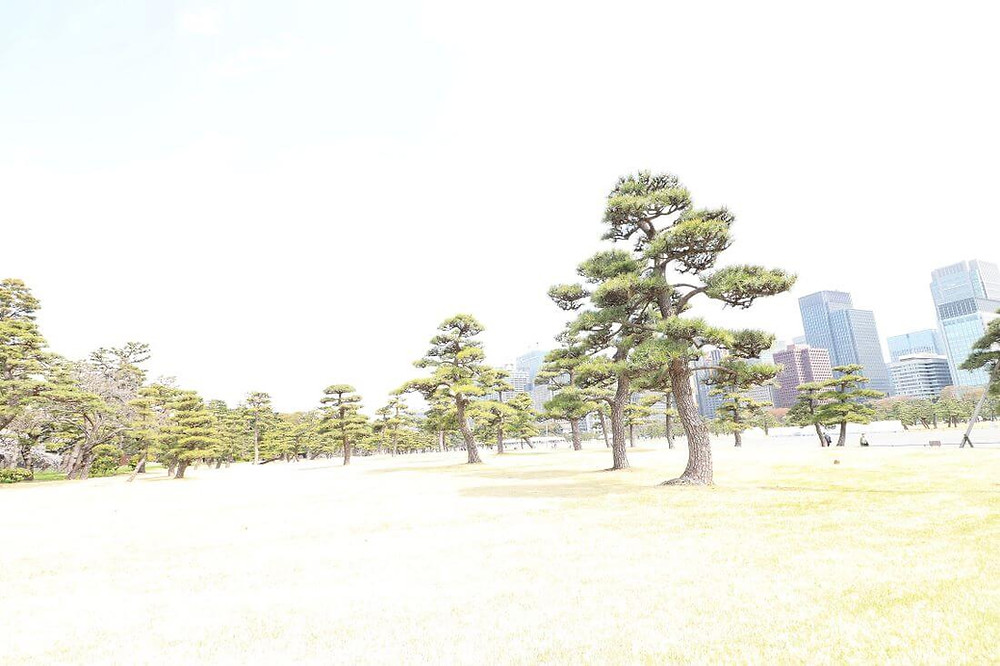 Kokyo Gaien National Park at the Tokyo Imperial Palace in Japan
