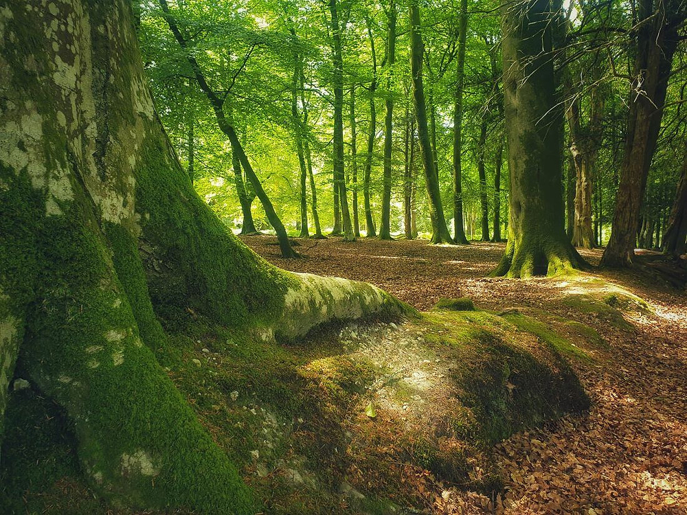 Gorgeous woodlands at Bolderwood Deer Sanctuary in New Forest