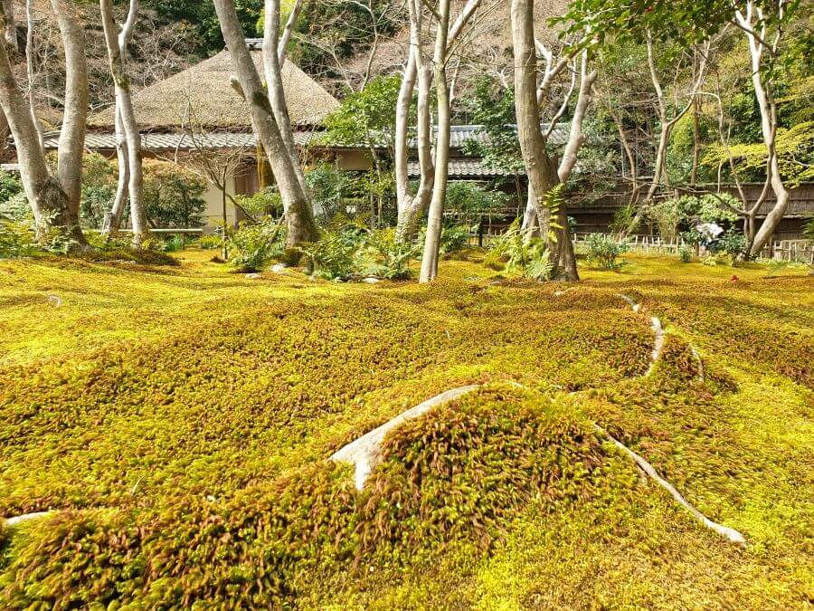 The best moss gardens in Kyoto