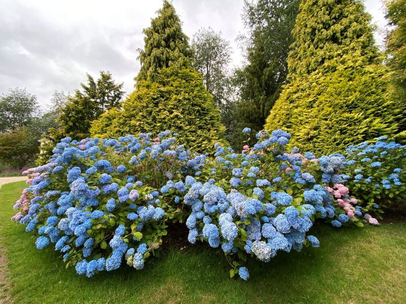 Hydrangeas in bloom at Nymans National Trust
