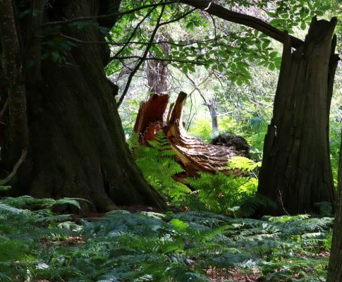 Walk through Bolderwood Deer Sanctuary in England's New Forest
