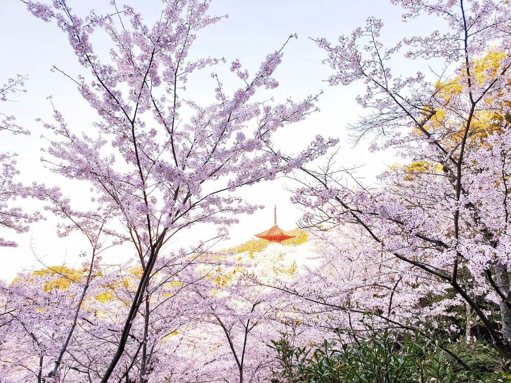 Cherry blossoms at Momobayashi park and a red pagoda on Miyajima island, Japan