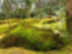 Beautiful moss carpets the ground at Gio-ji temple in Arashiyama