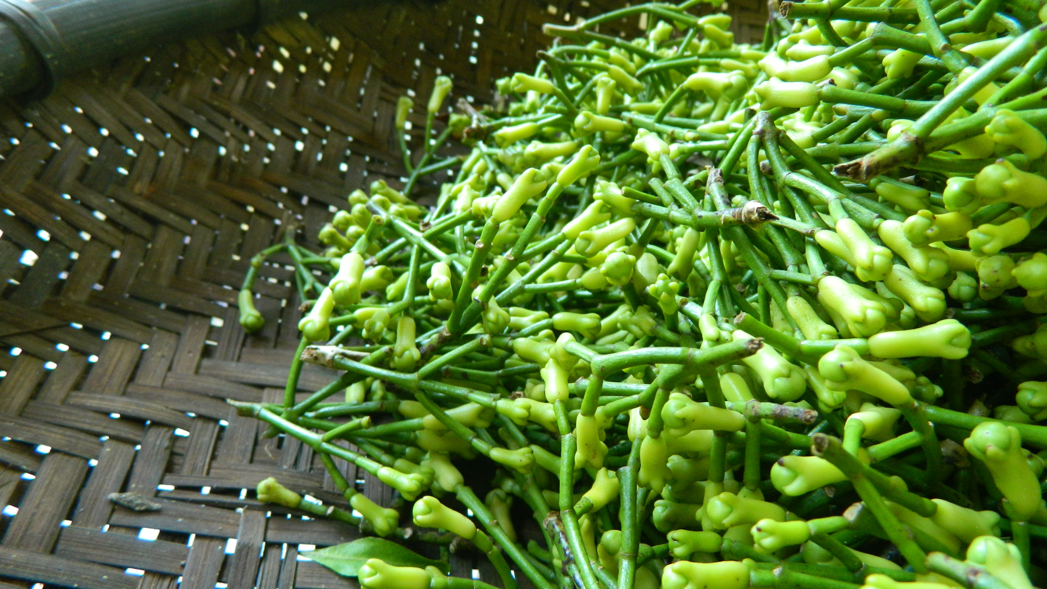 Raw Cloves - before dry