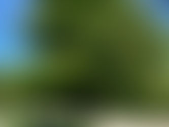 MinervaFlora - June Update