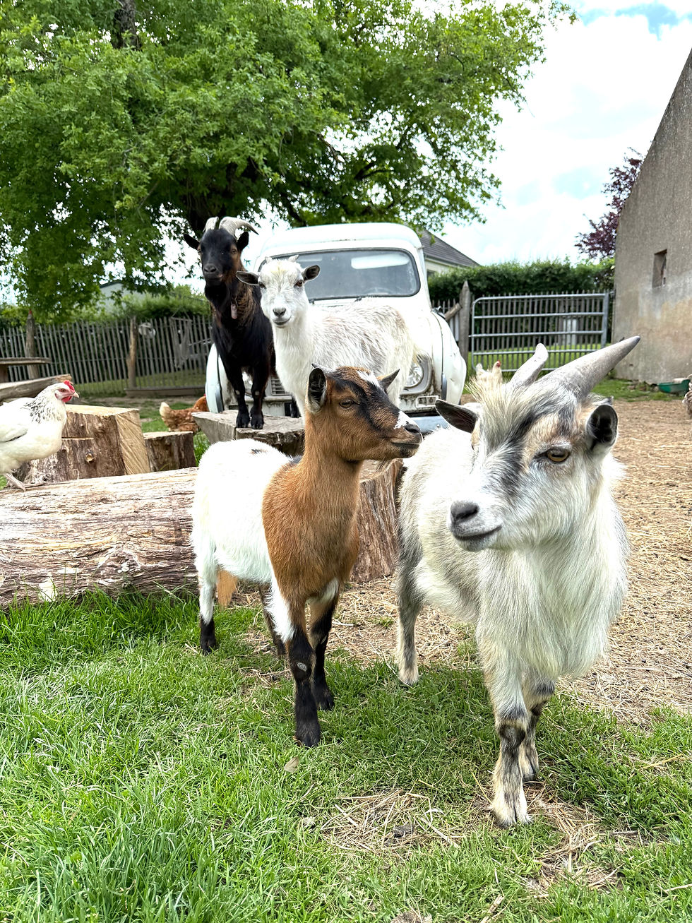 chevre
