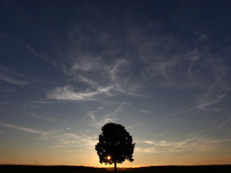 a tree in large open sky symbolizing loneliness during life transitions & online therapy can help