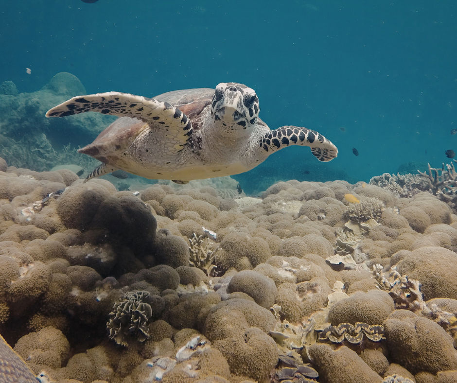 Sea turtle swimming underwater representing slowing down, grounding, and adapting during life transitions