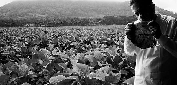 tabacco farm bckground cropped.jpg