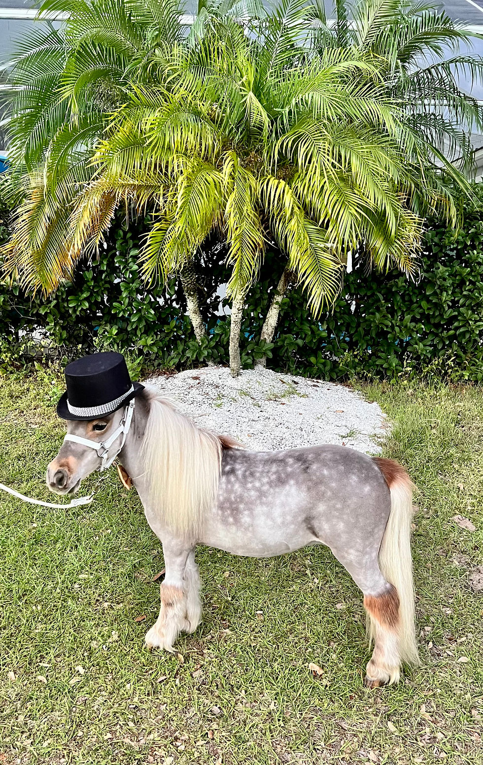 26" Silver Dapple Mini Gelding