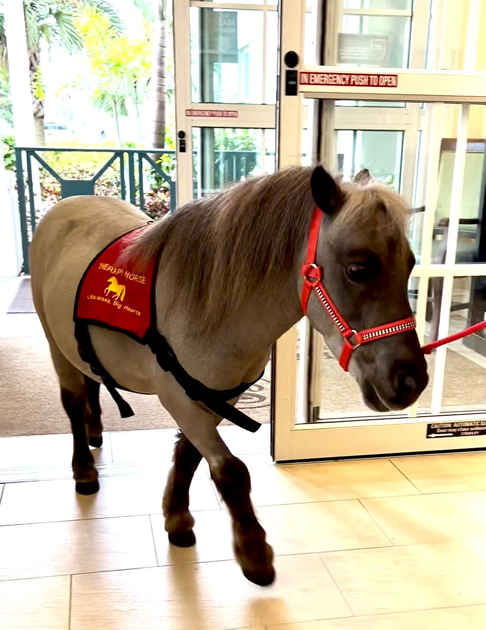 29" Therapy Trained Silver Black Gelding