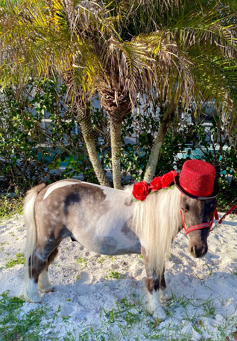 28" Therapy Trained Silver Black Pinto Gelding