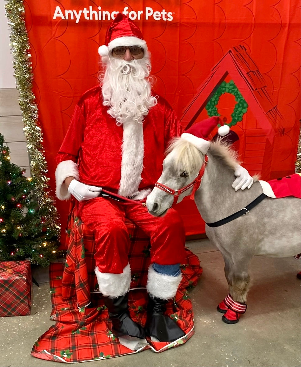 27" Therapy Trained Gray Geldingng