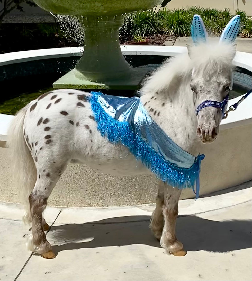 28" Therapy Trained Leopard Gelding