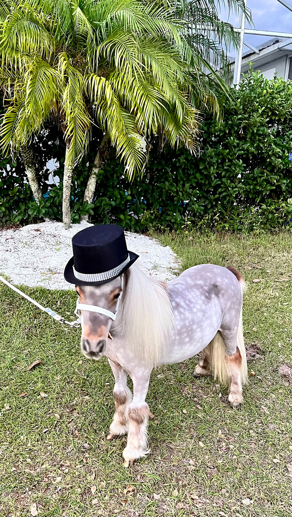26" Silver Dapple Mini Gelding
