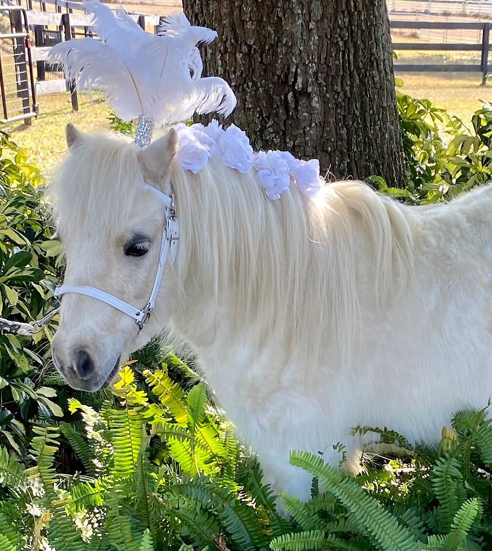 30" Palomino (white) Gelding