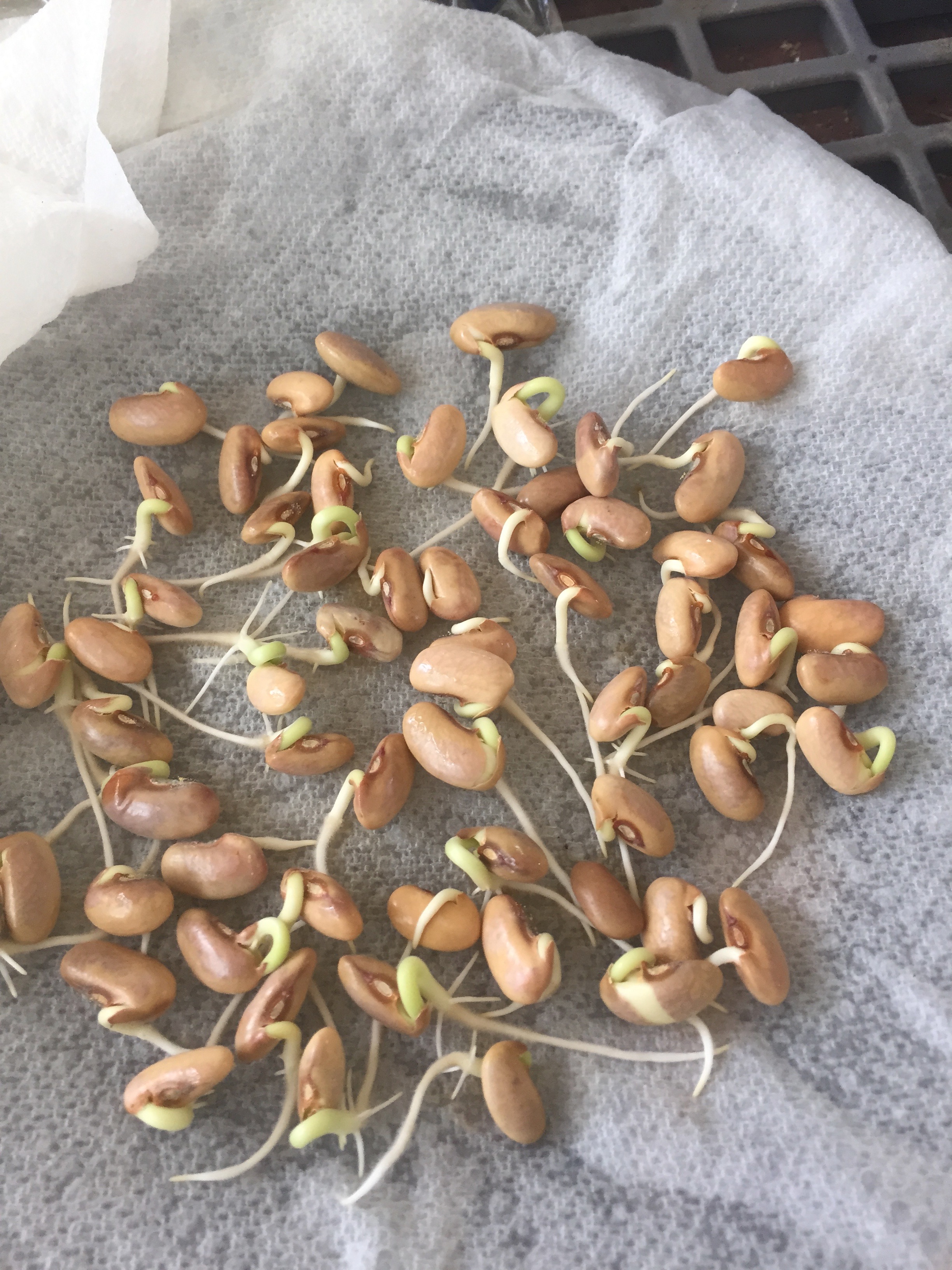 sprouting