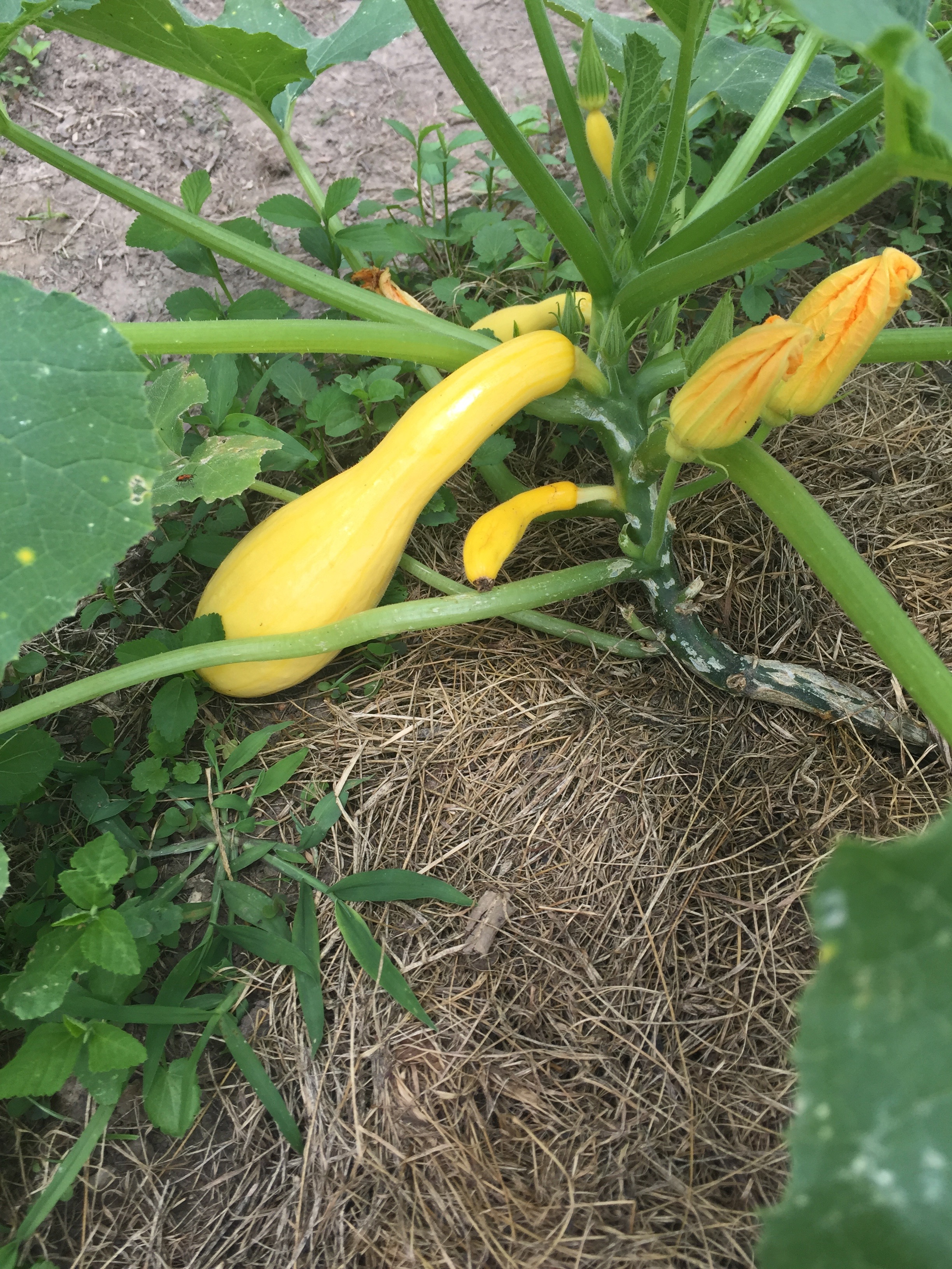 yellow squash