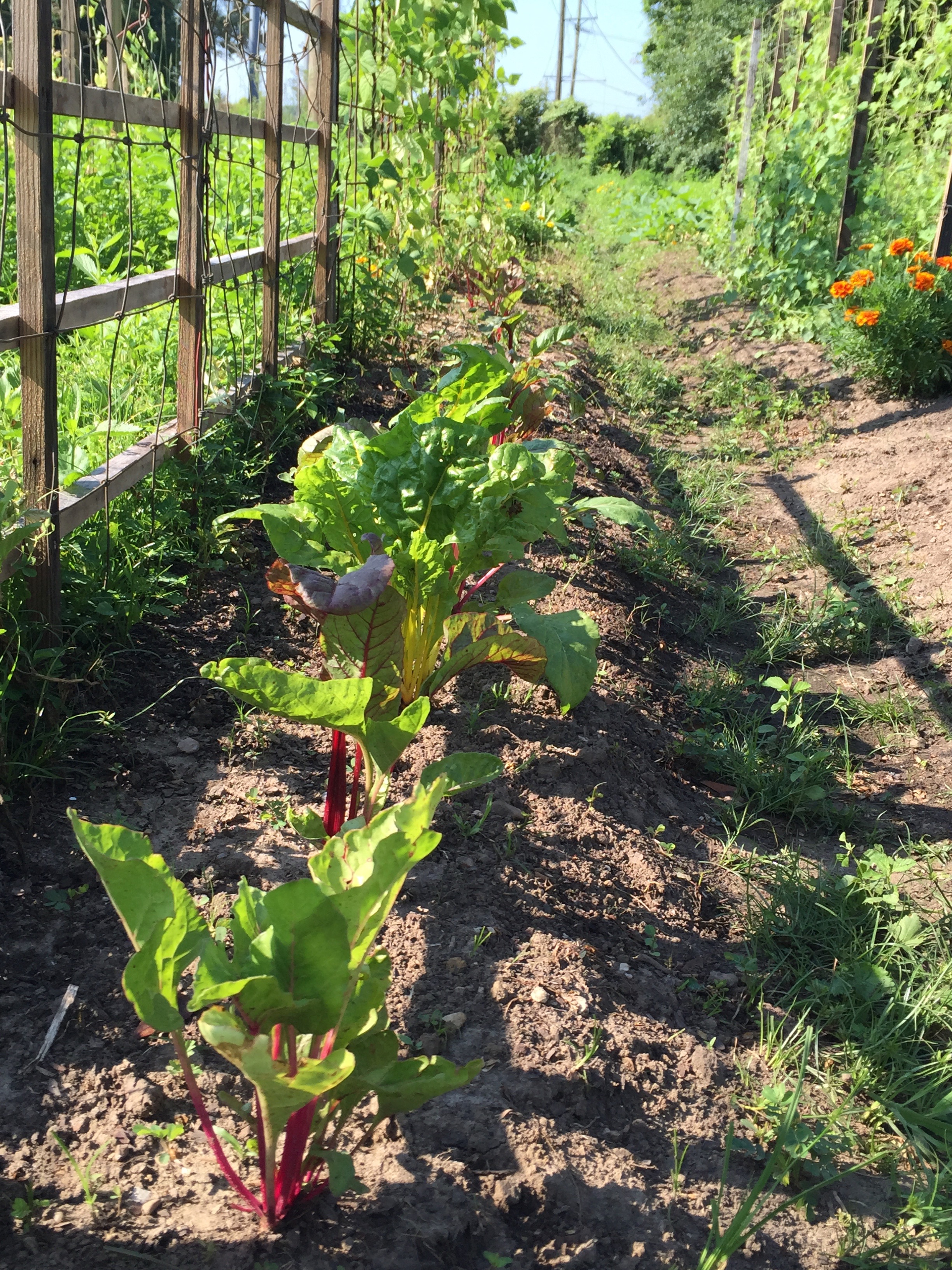 swiss chard