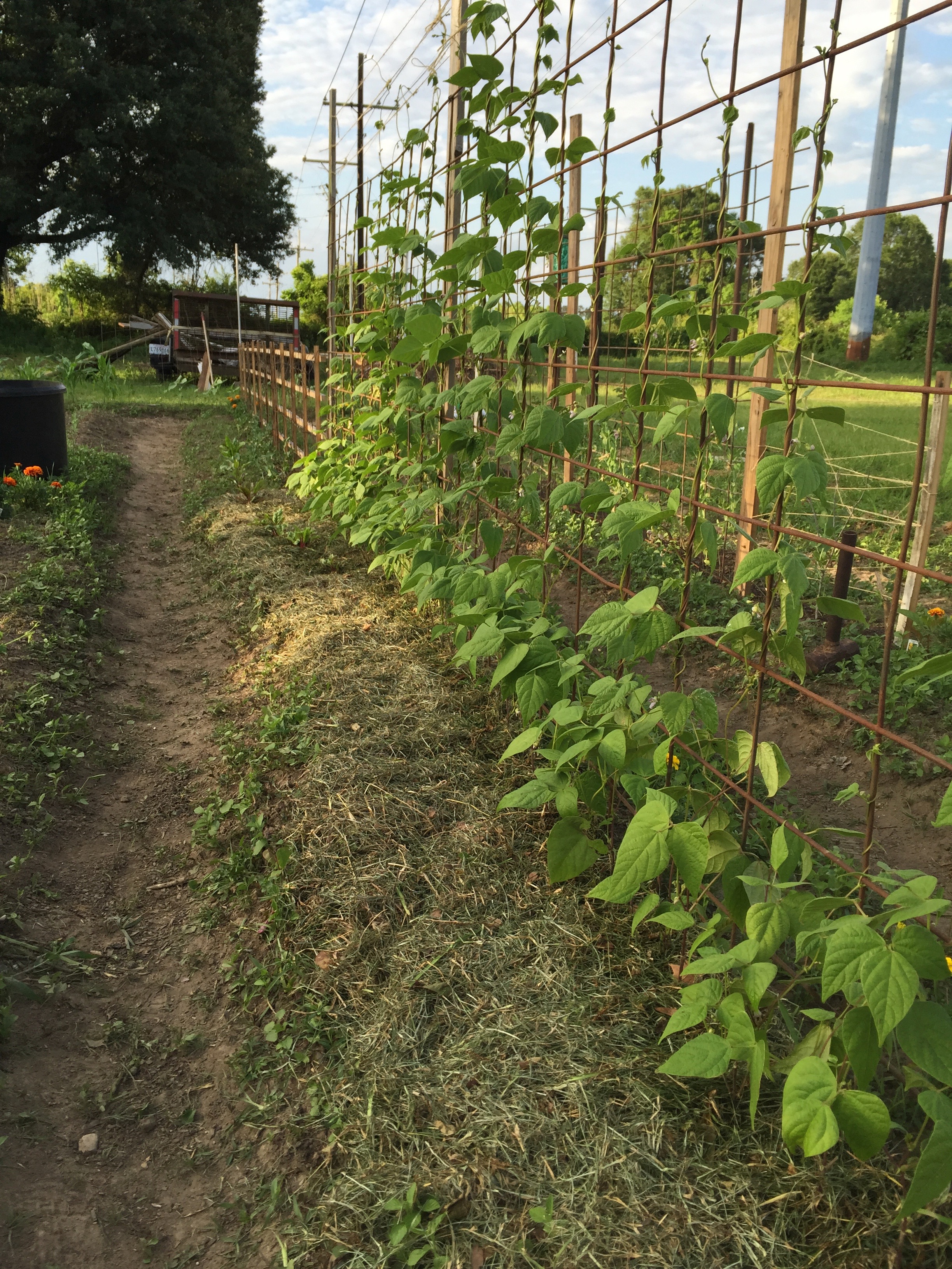 keep on growing beans!