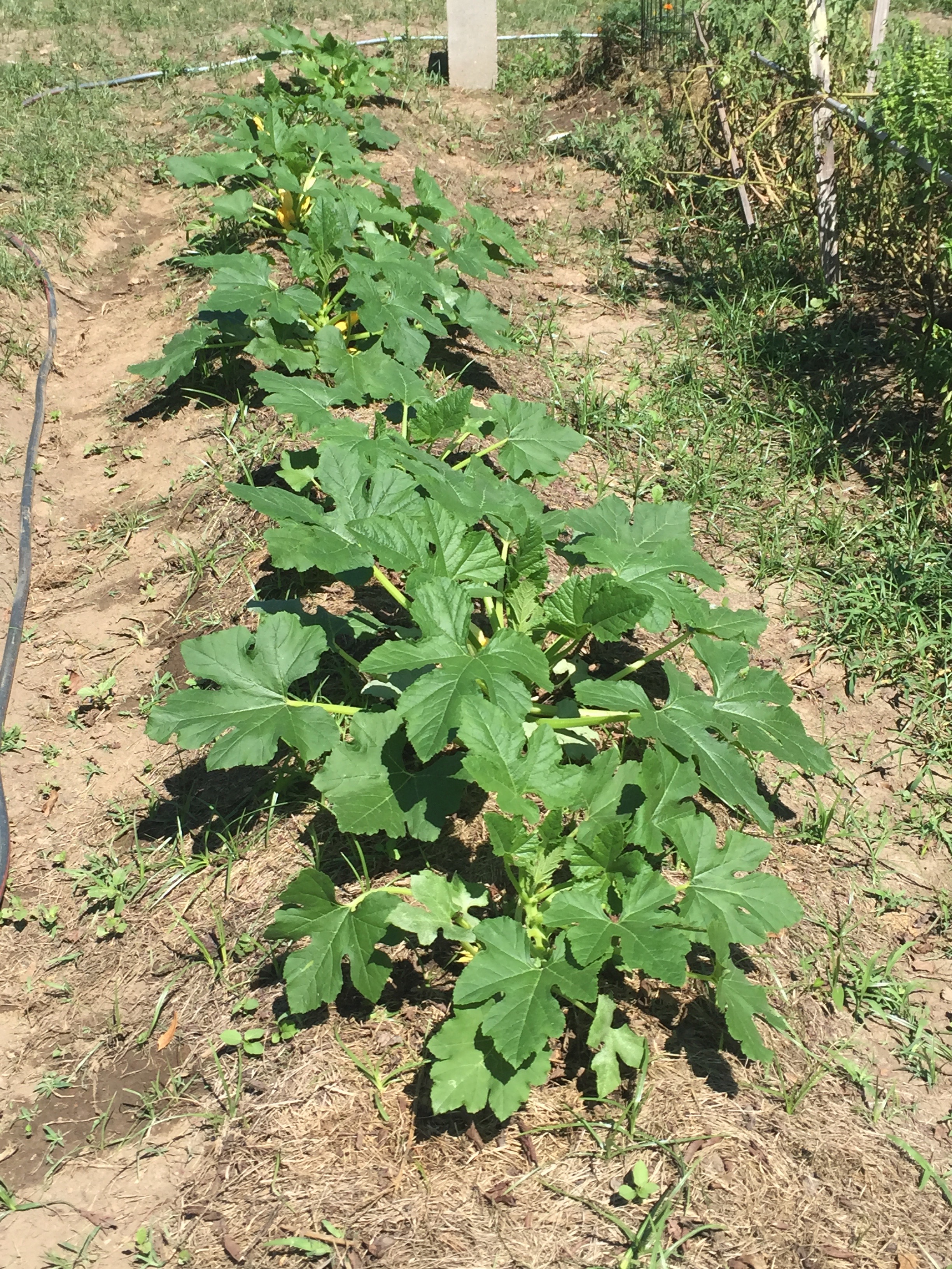 zucchini plants growing strong