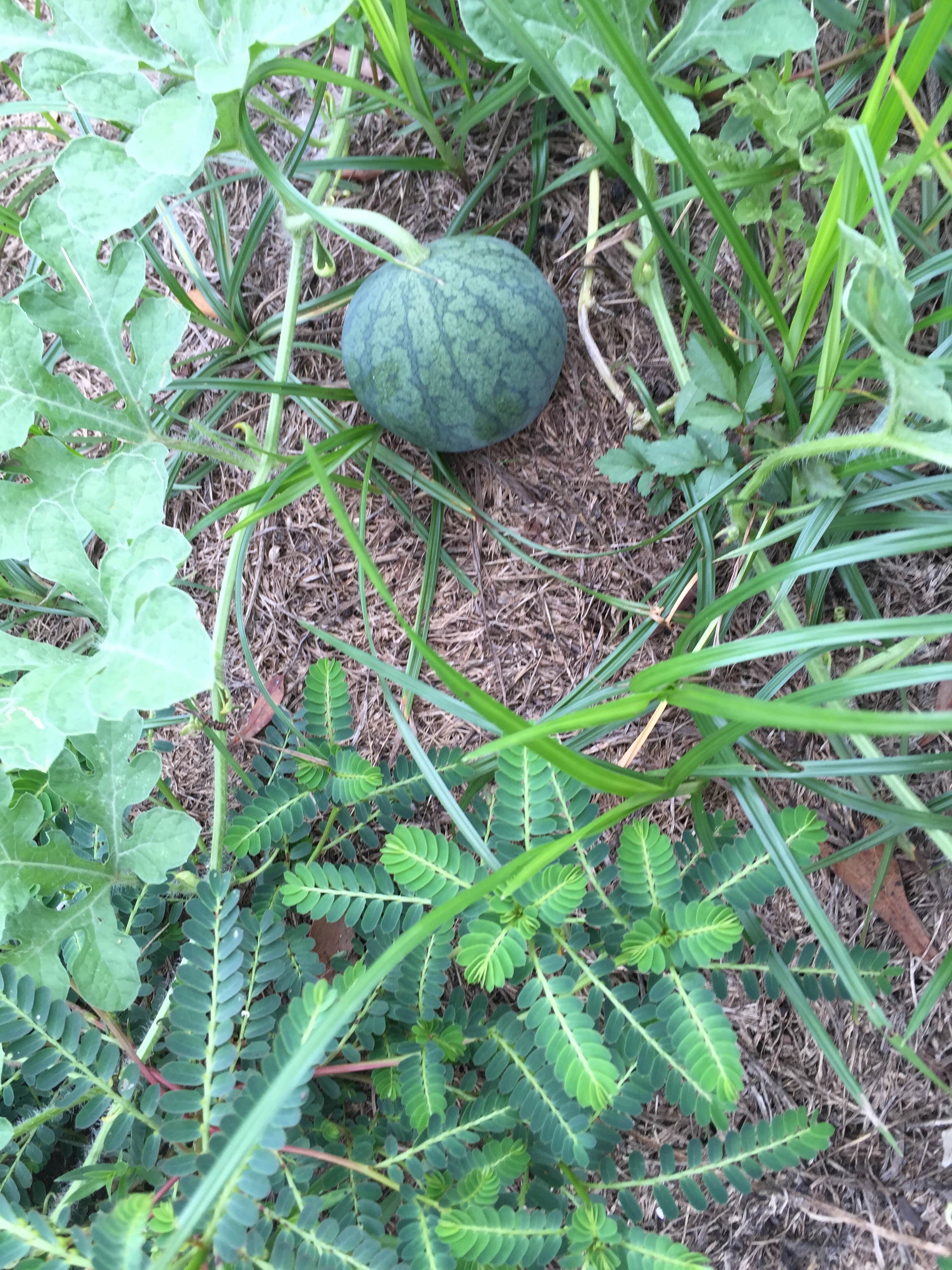 watermelon
