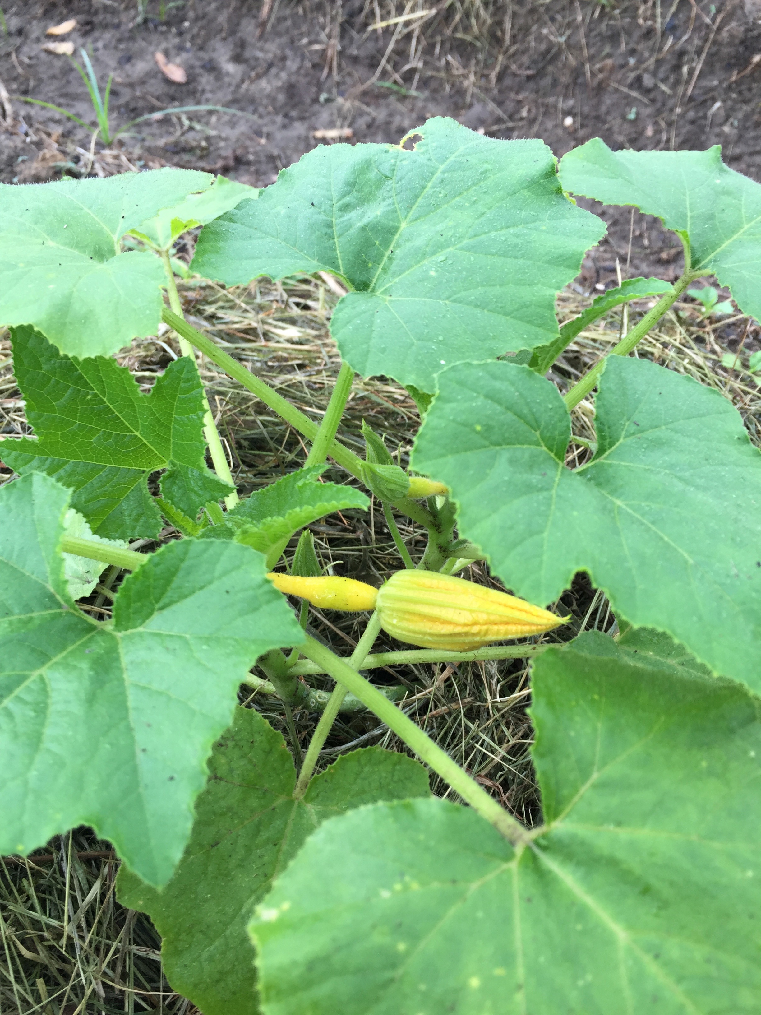 yellow squash blossom