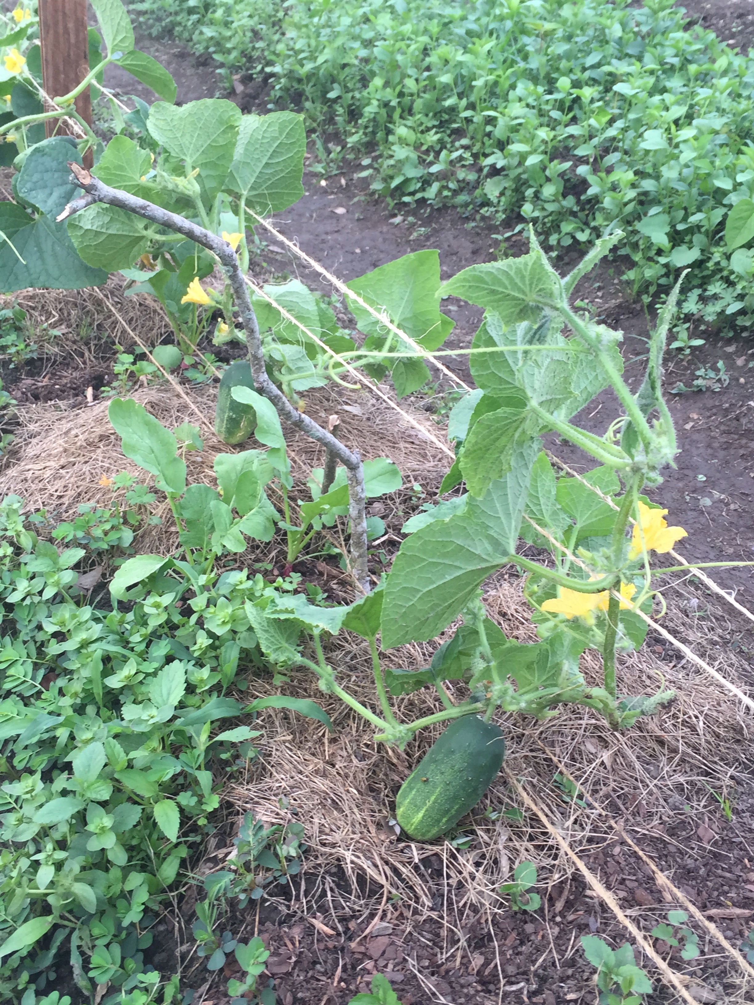 cucumbers