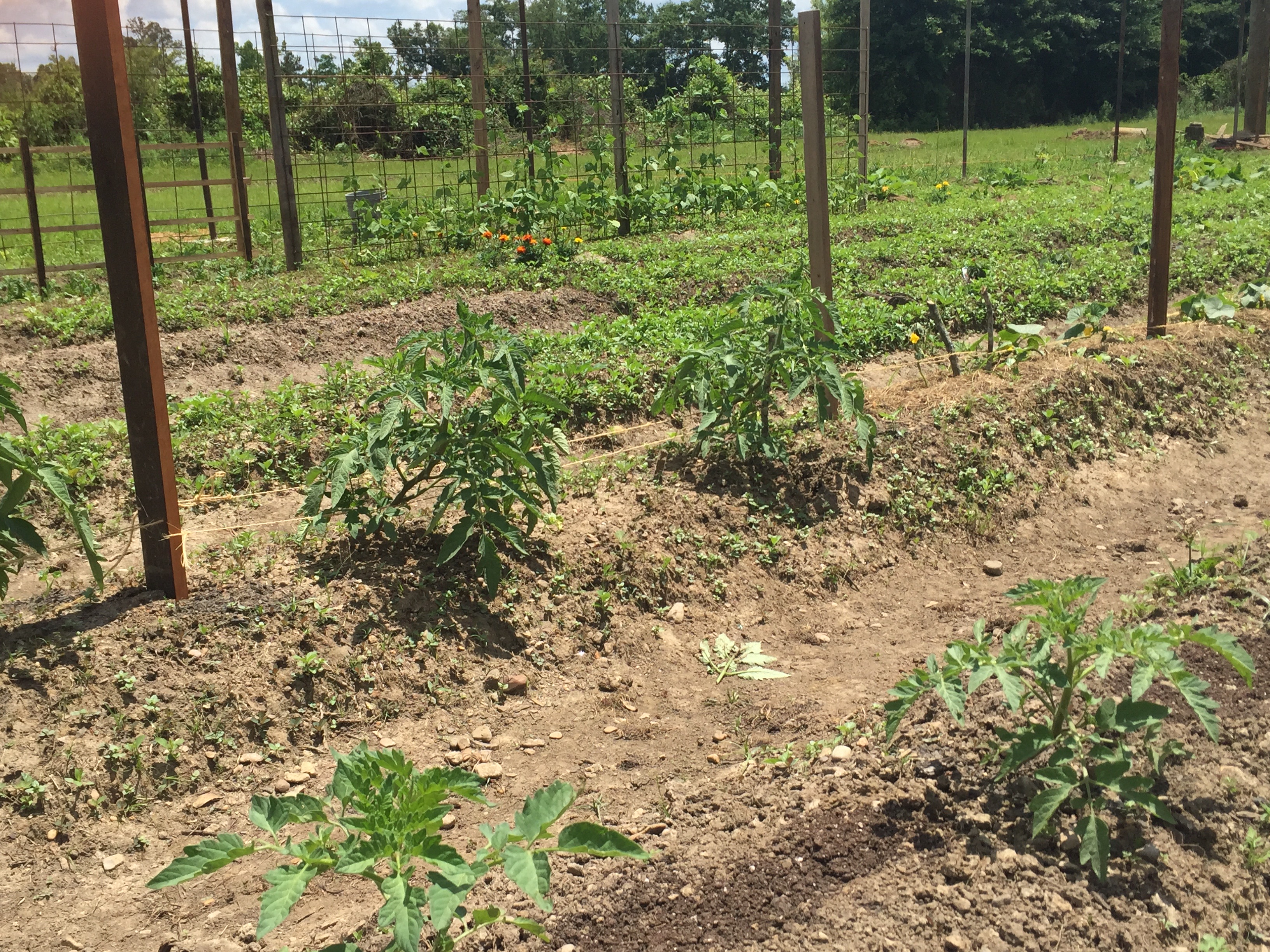 tomatoes growing