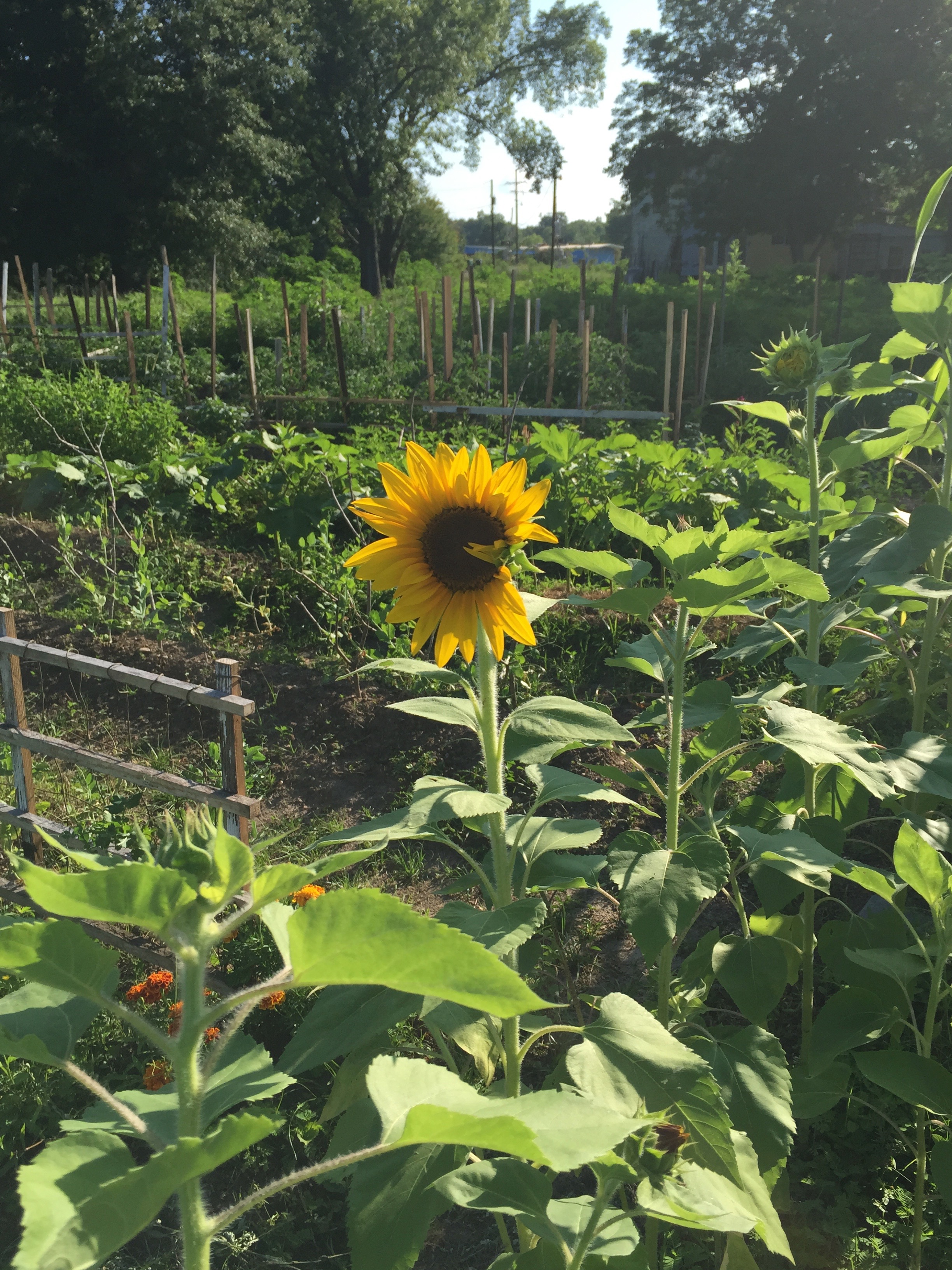 sunflower and garden view