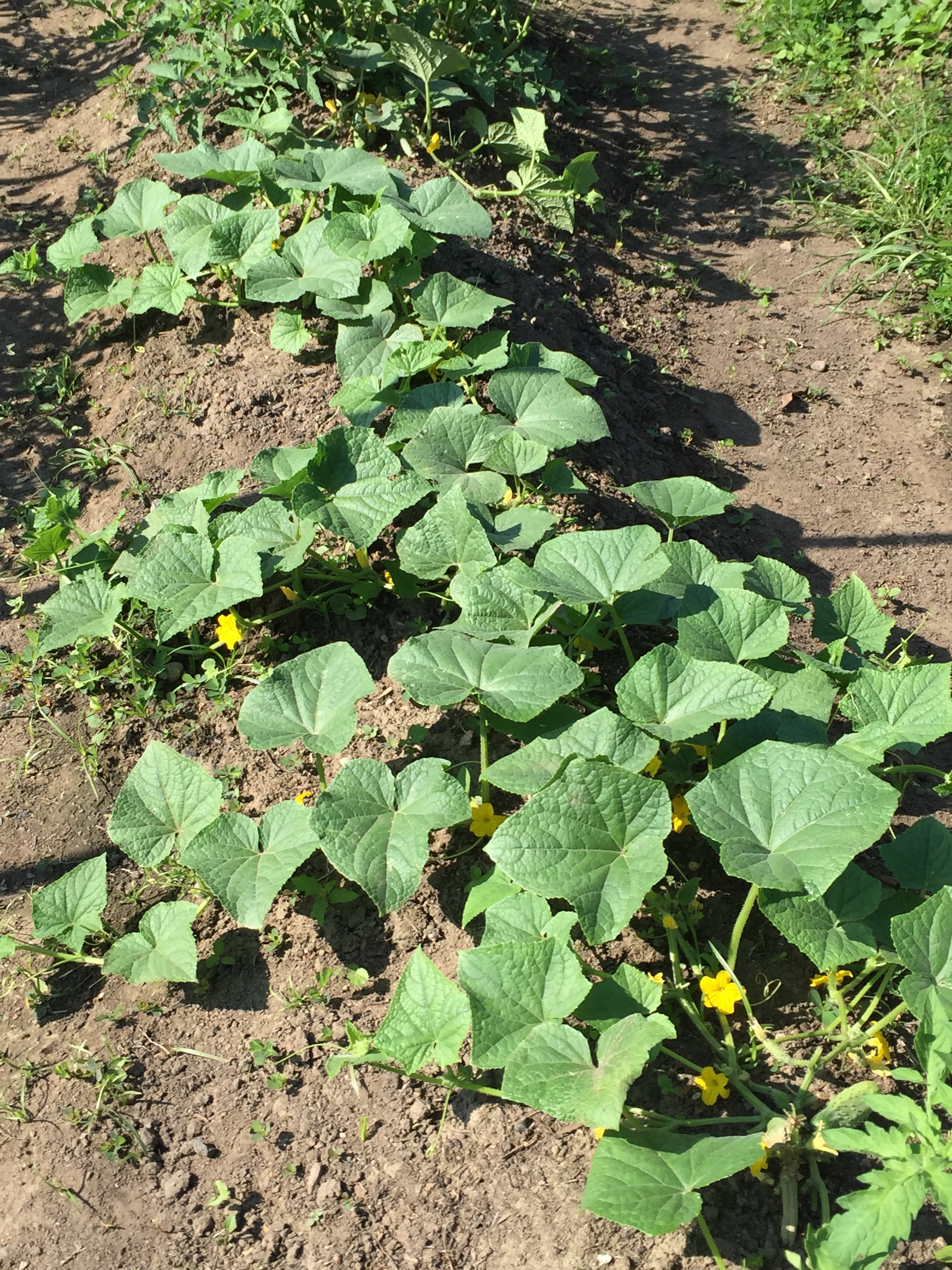 cucumber plants
