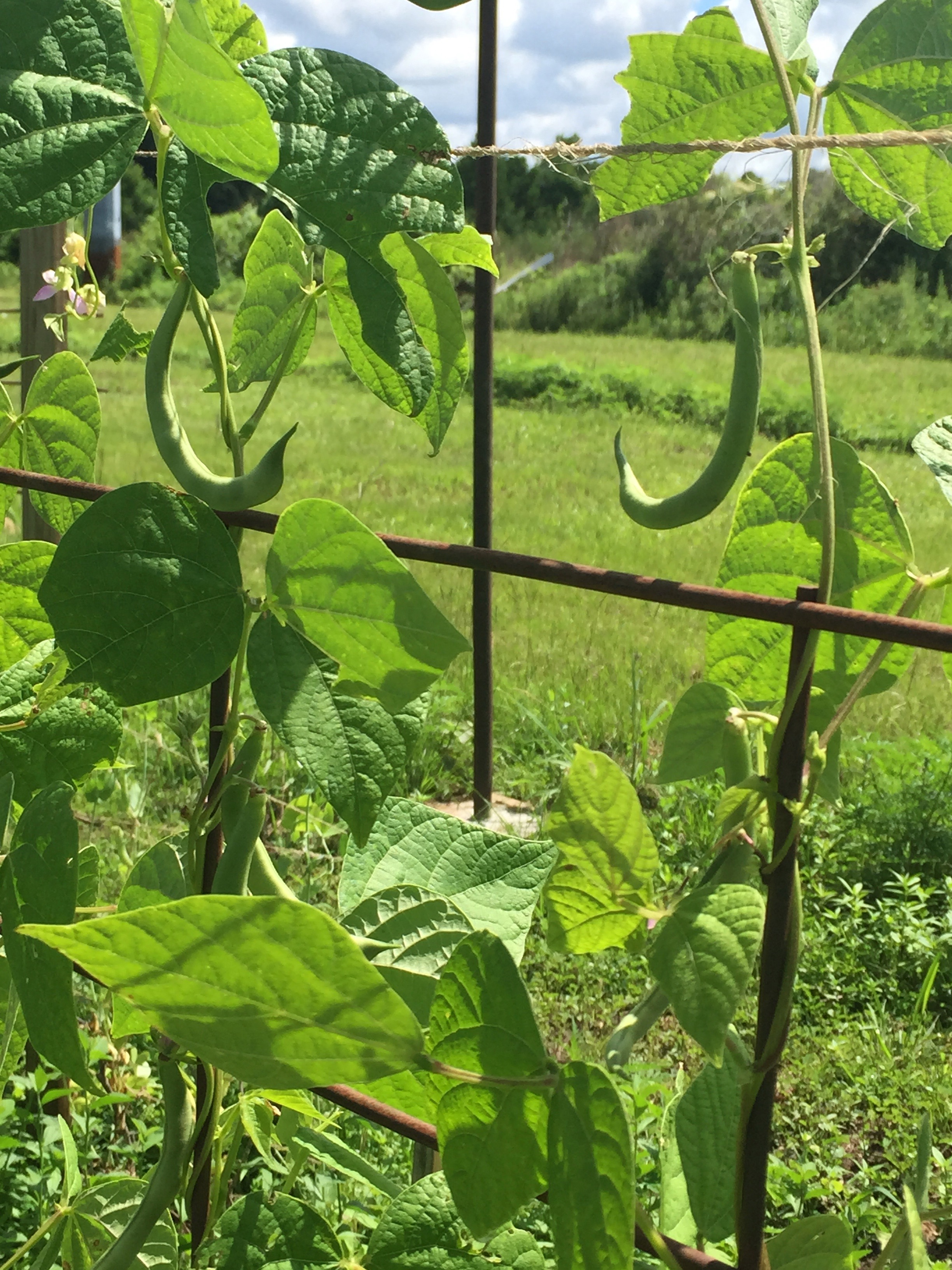 cresent green beans