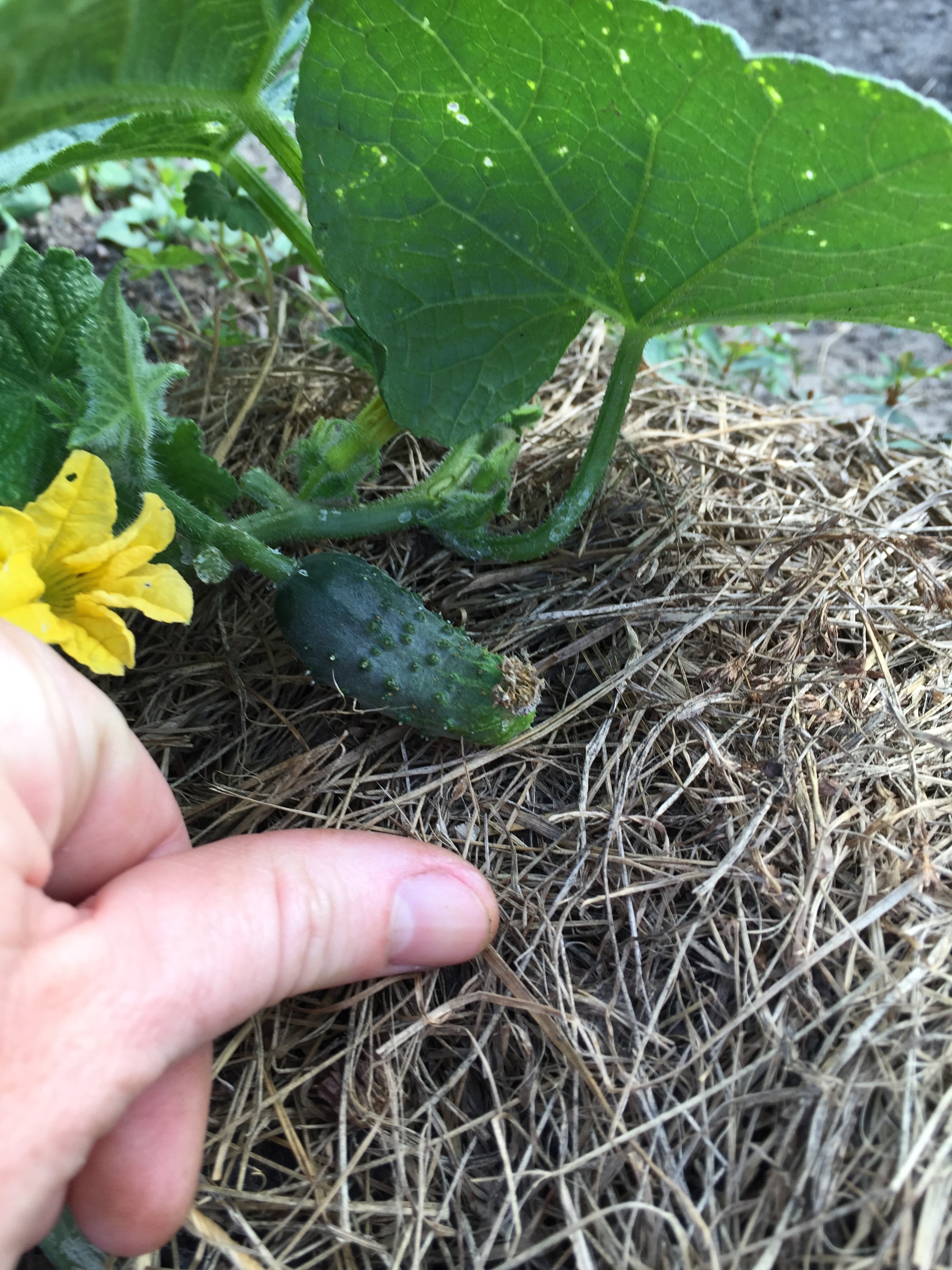 baby cucumber