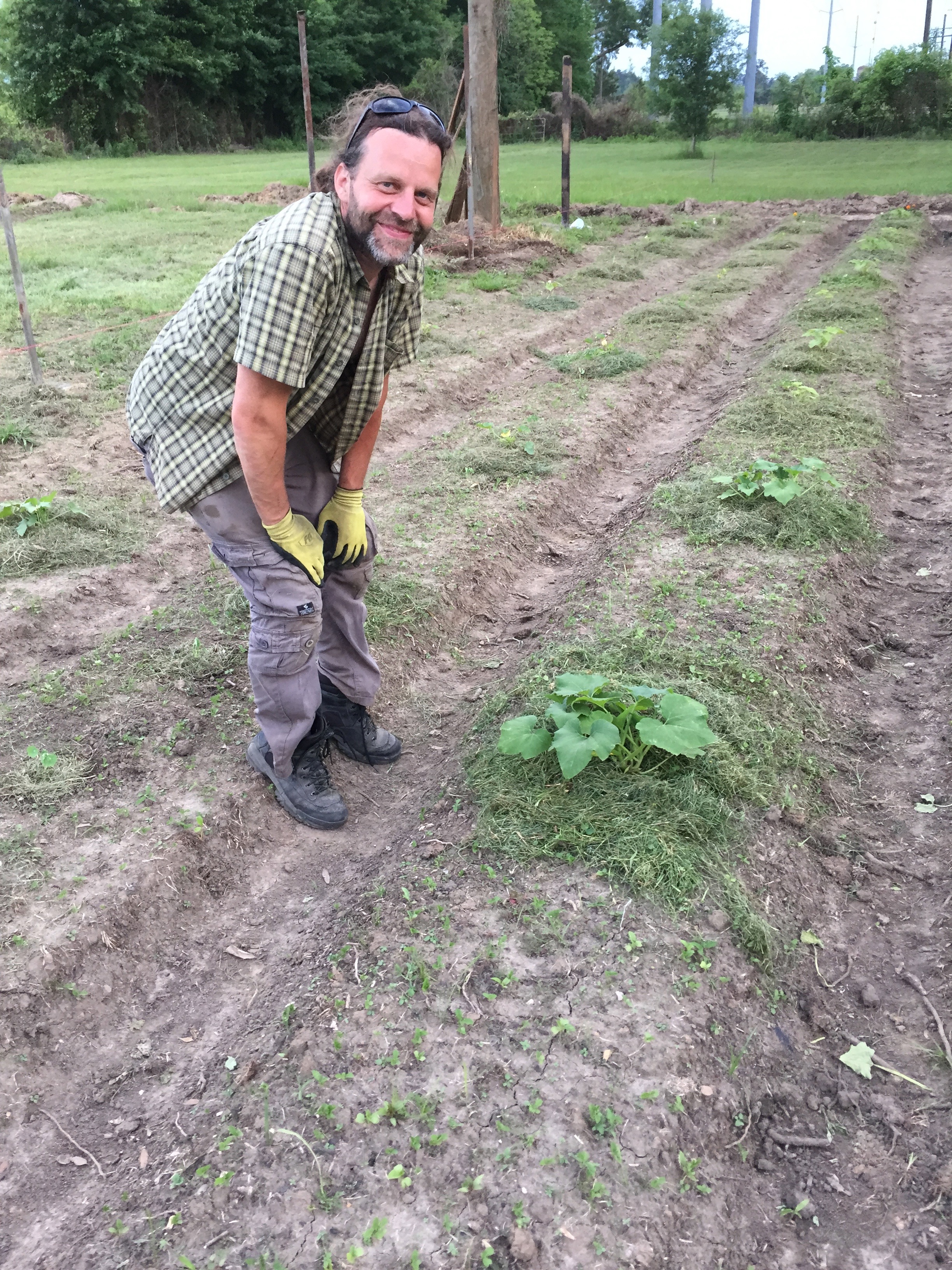 zucchini plant