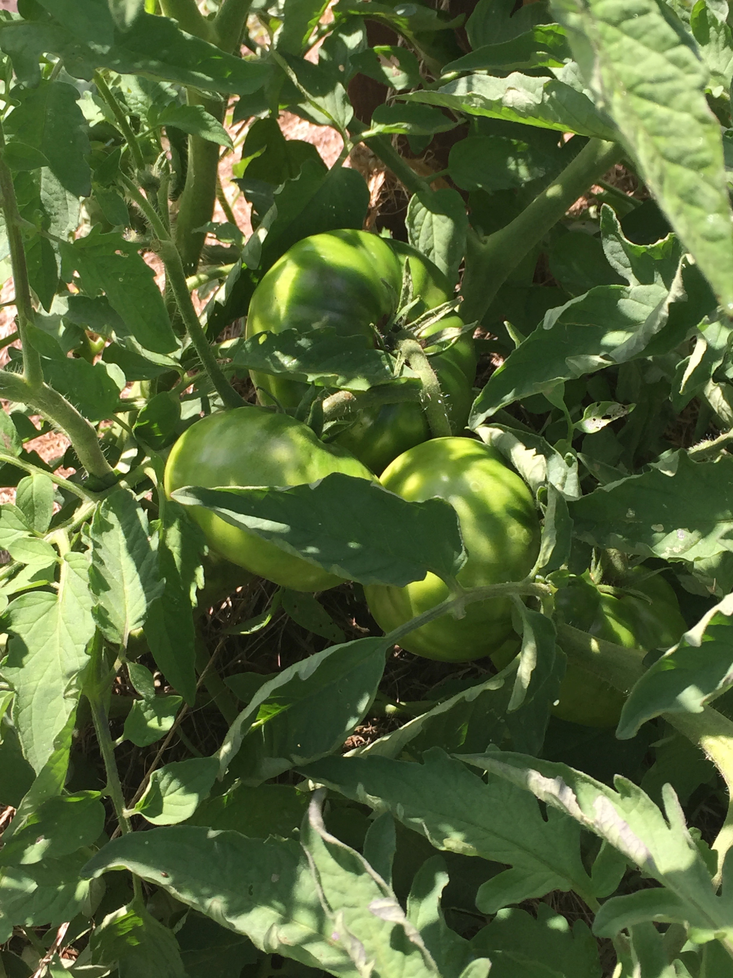 tomatoes ripening
