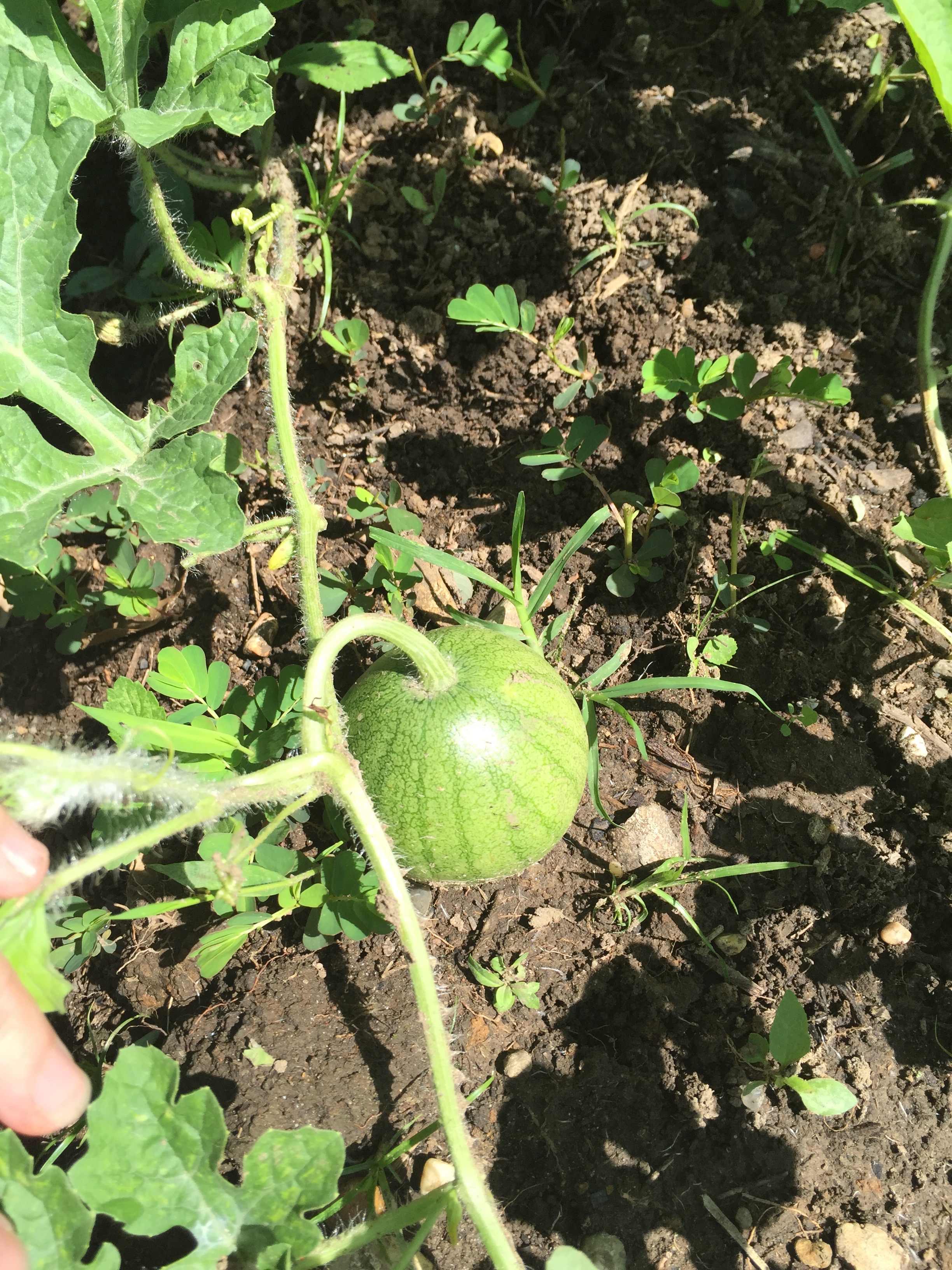 baby watermelon