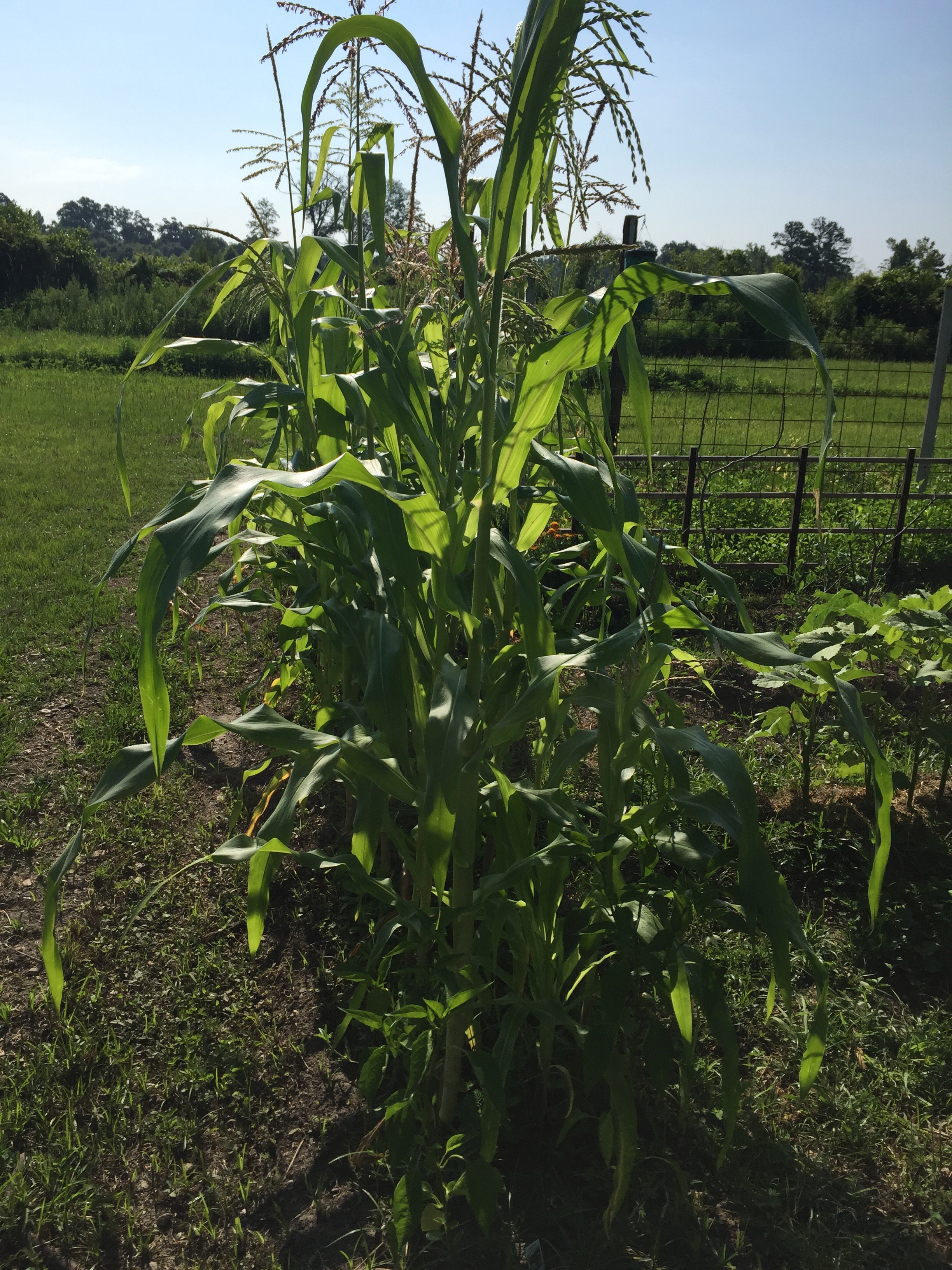 corn