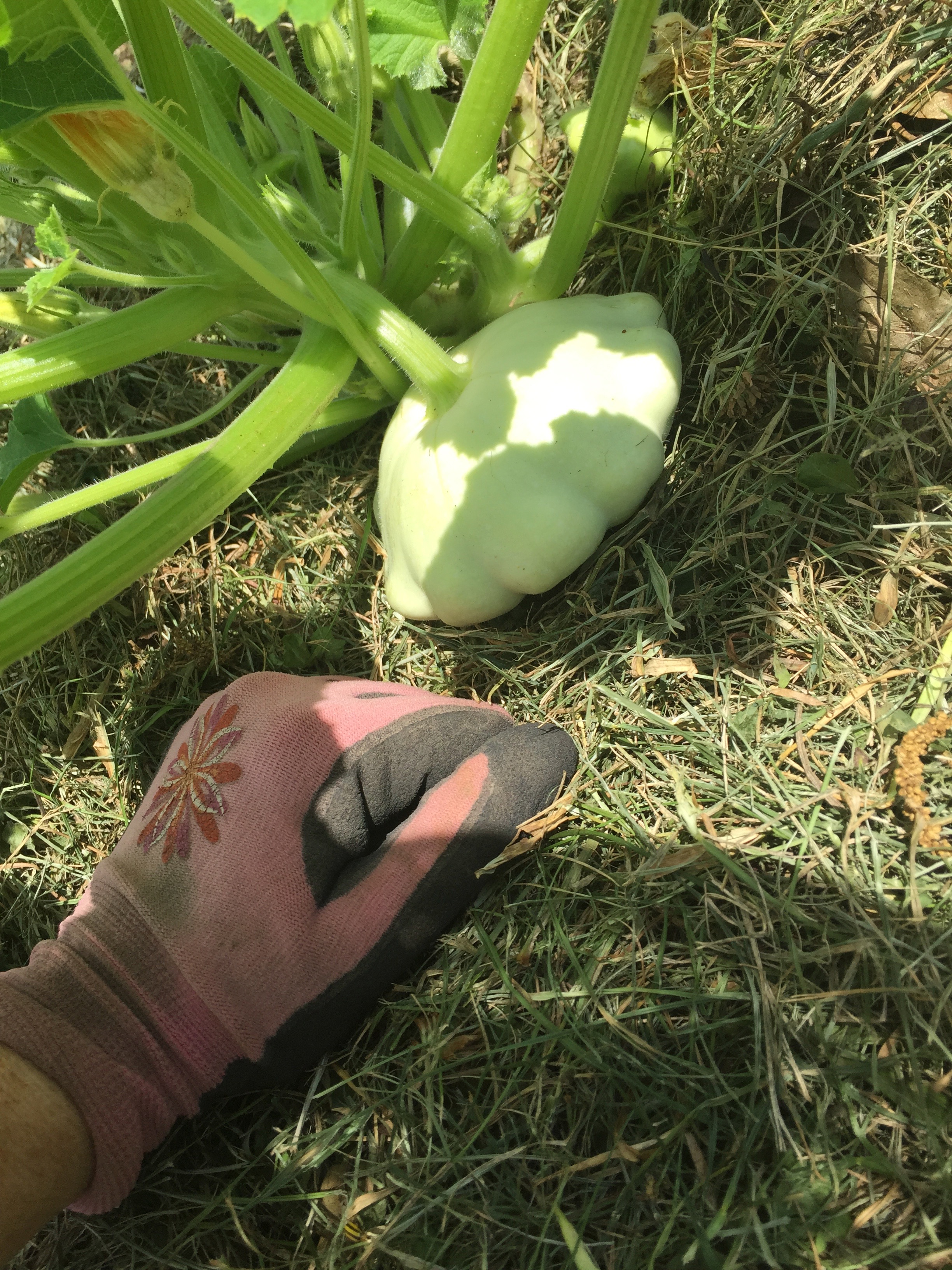 patty pan squash