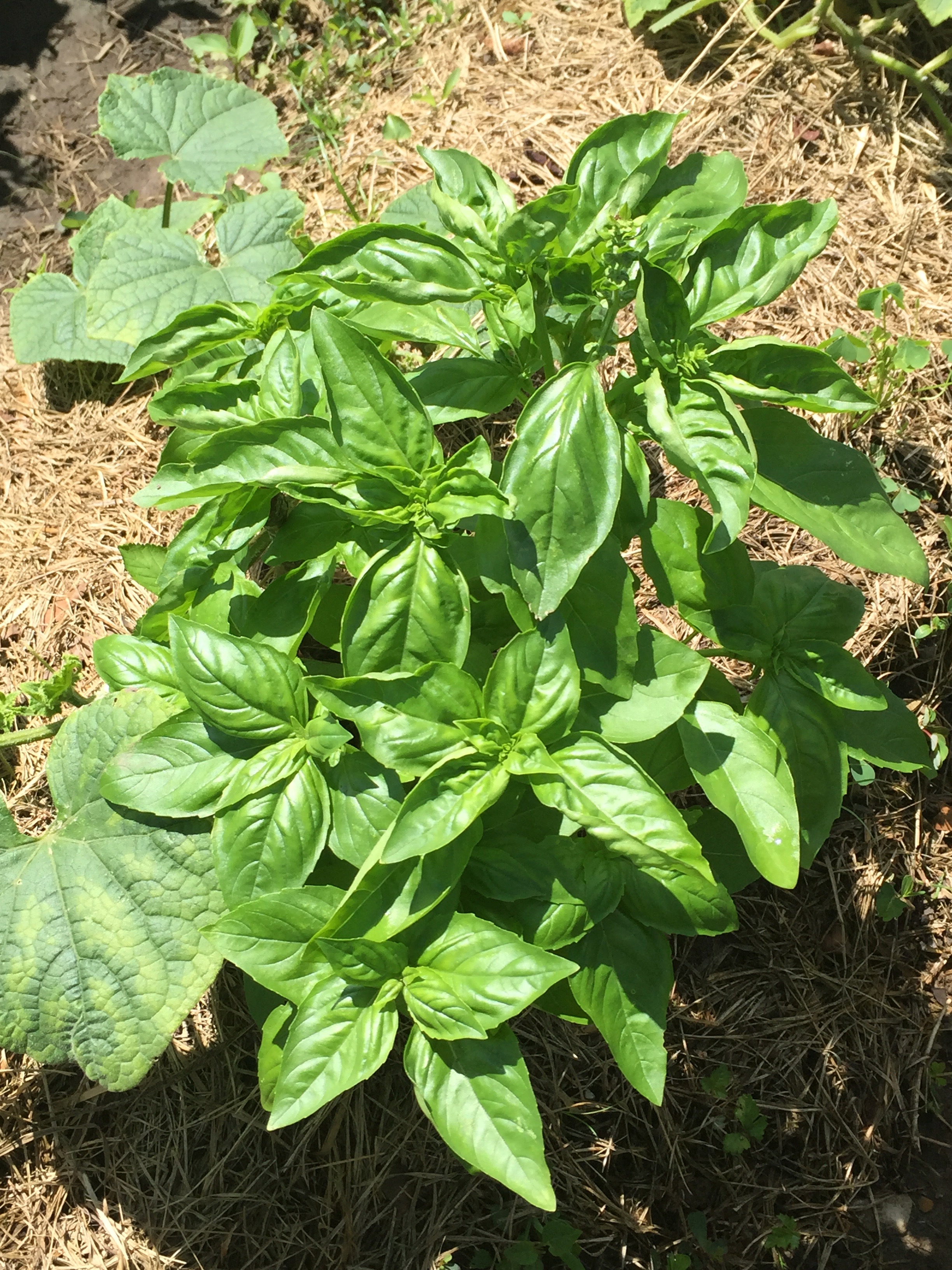basil