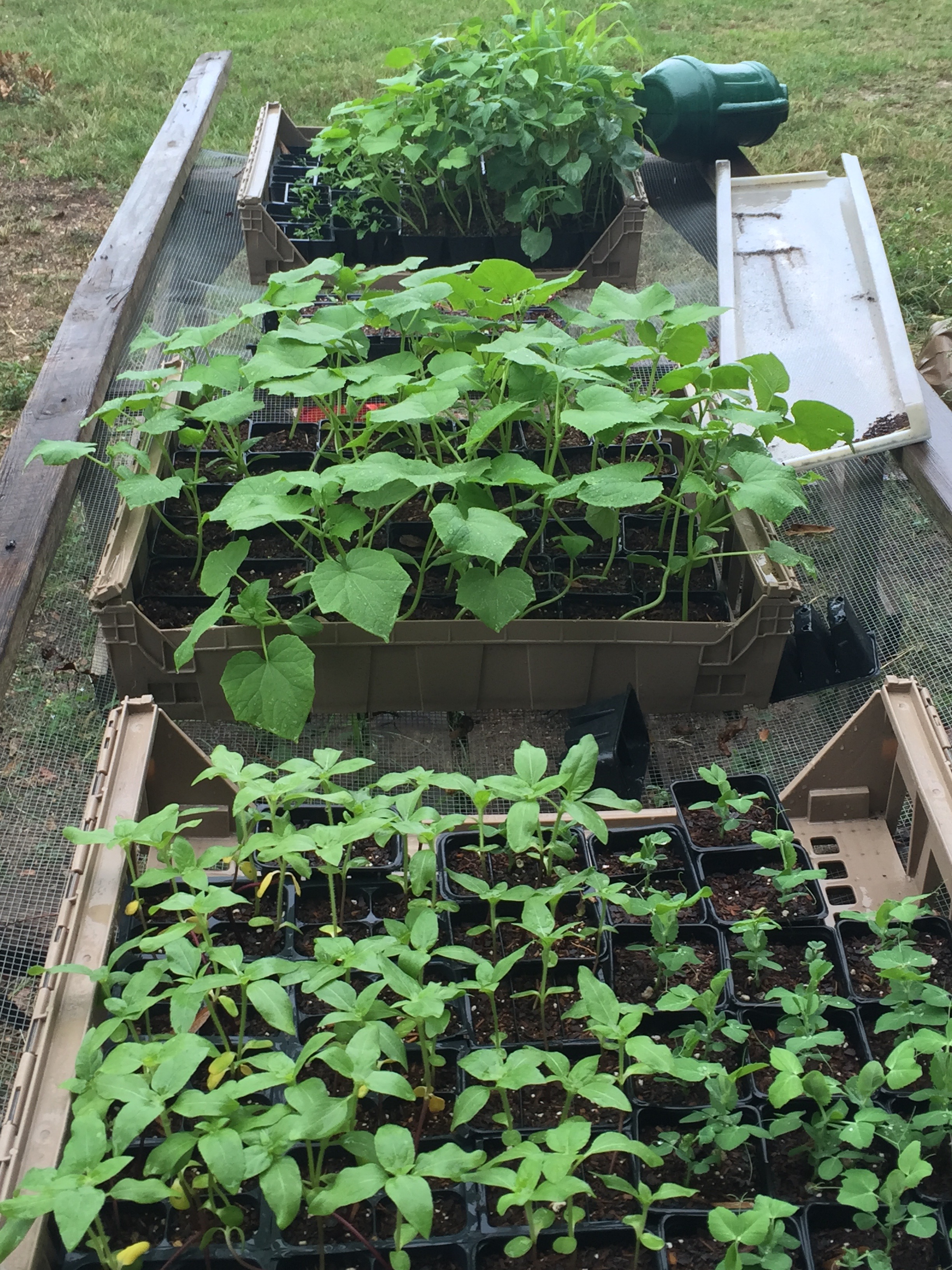 cucumber transplants