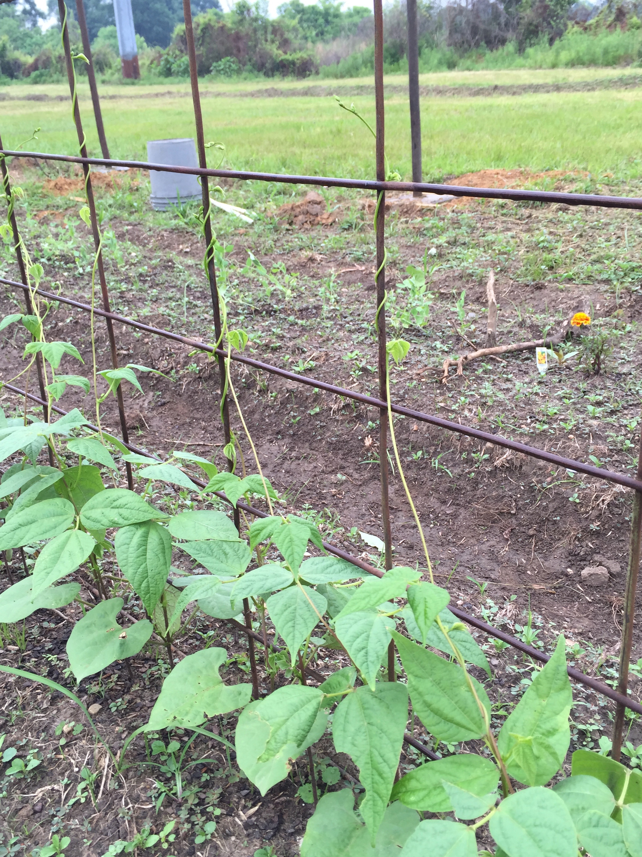 green bean tendrils reaching up