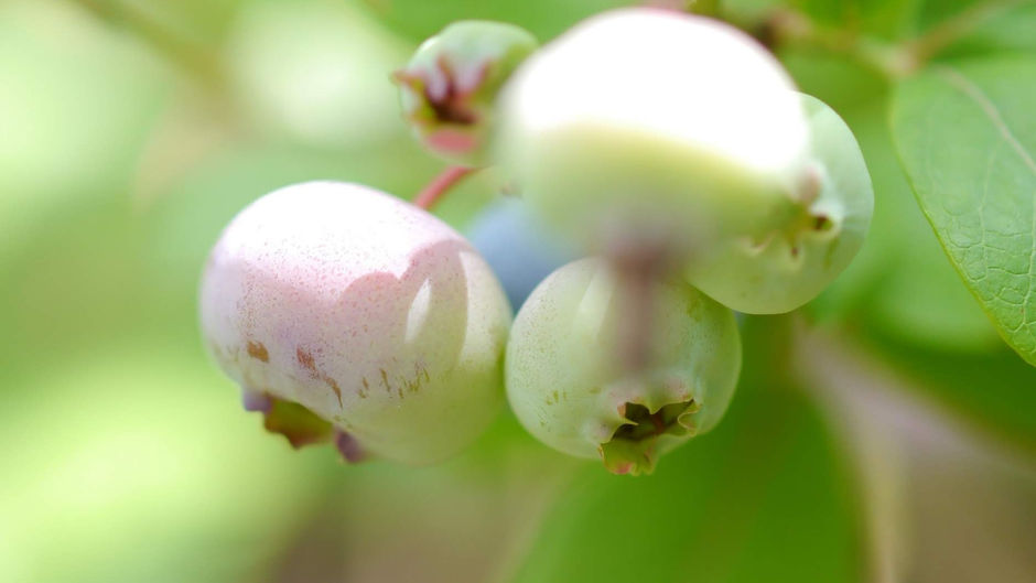 My Edible Garden in June