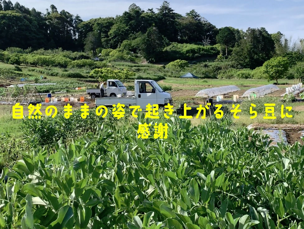 サムネイル： 無農薬 そら豆 2kg