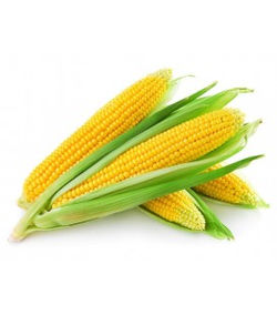 yellow corn