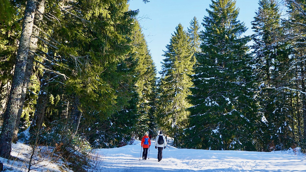 Col de la Givrine & St-Cergue (Vaud) - Walk Genolière and sledge - Swiss Family Blog