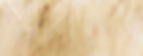 flower-100263 - Copie.jpg