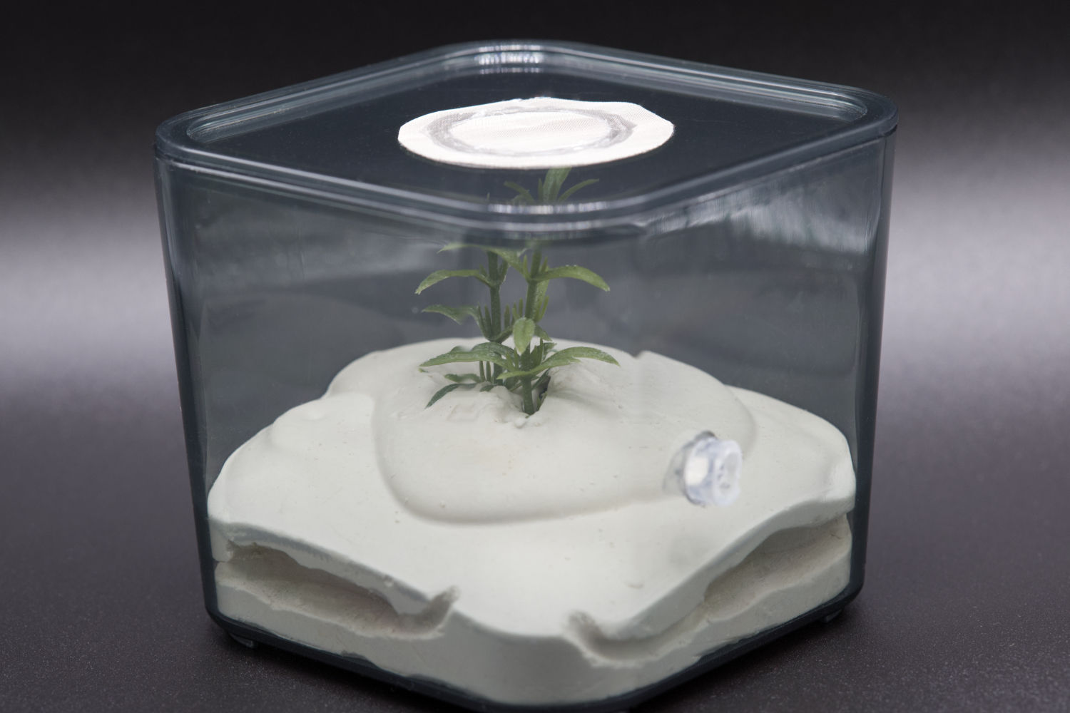 SMALL FORMICARIUM