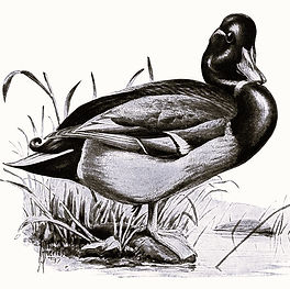 Black Mallard Vintage.jpg