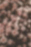 bed of pink roses_edited.jpg