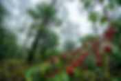 Geisha Coffee Guide in Boquete: Where to try the most expensive coffee in the world